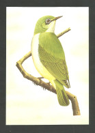 Oiseau Zosterops Ficedulinus Entier Postal Sao Tome Et Principe 1983 White-eye Bird Stationery St Thomas & Principe - Songbirds & Tree Dwellers