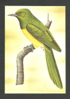 Oiseau Coucou Foliotocol Entier Postal Sao Tome Et Principe 1983 African Emerald Cuckoo Bird Stationery St Thomas - Cuco, Cuclillos