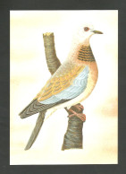 Oiseau Pigeon Stigmatopelia Senegalensis Entier Postal Sao Tome Et Principe 1983 Dove Bird Stationery St Thomas - Pigeons & Columbiformes