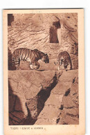 16316 GIARDINO ZOOLOGICO DEL GOVERNATORATO DI ROMA  -TIGRI EMIR W HAWA - TIGER - Tigers