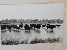 Arles , Carte Photo , Troupeau De Taureaux  , Photo Georges - Bull