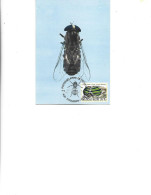 Belgium   -  Maximum Postcard  1971 -   Coleoptera - Tabanidae -  Tabanus Bromius - Käfer