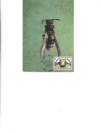 Belgium   -  Maximum Postcard  1971 -   Coleoptera -  Vespidae -  Polistes Gallicus - Kevers