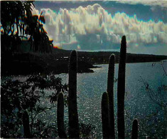 Antilles - Effet De Lune - CPM - Voir Scans Recto-Verso - Andere & Zonder Classificatie