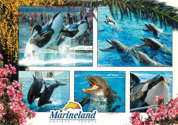 Animaux - Marineland Antibes - Multivues - Orque - Dauphins - Dolphins - Zoo Marin - CPM - Voir Scans Recto-Verso - Delfines