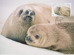 Australian Antarctic Territory 2018 Crabeater Seal,Mother And Pup,maximum Card - Maximumkaarten