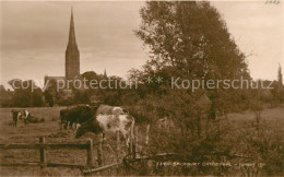 43104503 Salisbury Wiltshire Cathedral Cows Salisbury - Other & Unclassified