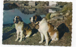 SUISSE - Col Du GRAND SAINT-BERNARD - Chiens De L'Hospice - 1960   (I158) - Bourg-Saint-Pierre 