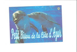 DAUPHINS   THEME  PETIT BISOU DE LA COTE D AZUR          ///      A  SAISIR ***** - Delfini