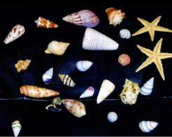 * Lot D'une Vingtaine De Coquillages Divers Et 2 étoiles De Mer - Seashells & Snail-shells