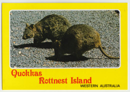 WESTERN AUSTRALIA WA Quokkas ROTTNEST ISLAND Murray Views W23A Postcard C1980s - Andere & Zonder Classificatie