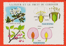 36755 / ⭐ FLEUR FRUITS CERISIER Carte Didactique Végétaux Leçons Choses 18 ROSSIGNOL Collection Comptoir Famille 1960s - Alberi