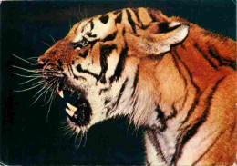 Animaux - Fauves - Tigre - Tiger - Zoo De La Palmyre - Royan - CPM - Carte Neuve - Voir Scans Recto-Verso - Tijgers