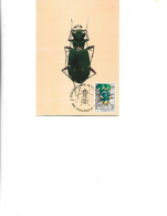 Belgium  -  Maximum Postcard  1962 -    Coleoptera - Cicindelidea - Cicindelidea Campestris Linne - Kevers