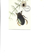 Yugoslavia  -  Maximum Postcard  1966 -   Insects - Coleoptera - Dytiscidae - Dytiscus Marginalis - Käfer