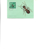 Poland  -  Maximum Postcard  1963 -  Insects - Coleoptera - Formicidae - Formica Rufa Linne - Tarjetas Máxima