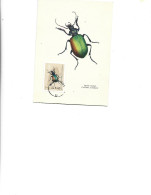 Poland  -  Maximum Postcard  1963 -   Insects - Coleoptera - Carabidae - Calosoma Sycophanta - Maximumkaarten