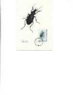 Poland  -  Maximum Postcard  1963 -  Insects - Coleopterans - Carabidae - Carabus Violaceus - Cartes Maximum