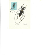 Poland  -  Maximum Postcard  1963 -   Insects - Beetles - Cerambyx - Cerambyx Cerdo - Tarjetas Máxima