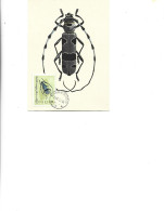 Poland  -  Maximum Postcard  1963 -   Insects - Beetles - Rosalia  -  Rosalia Alpina - Cartoline Maximum