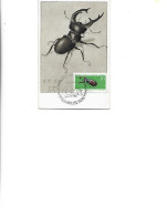 Poland  -  Maximum Postcard  1963 -  Insects - Coleoptera - Lucanidae - Lucanus Cervus - Cartes Maximum