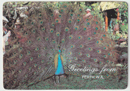 WESTERN AUSTRALIA WA Peacock Greetings From PERTH Murray Views W644A Postcard C1980s - Andere & Zonder Classificatie