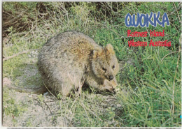 WESTERN AUSTRALIA WA Quokka ROTTNEST ISLAND Murray Views W12A Postcard C1980s - Andere & Zonder Classificatie