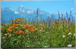 USA UNITED STATES GRAND TETON NATIONAL PARK WYOMING POSTCARD CARTE POSTALE ANSICHTSKARTE CARTOLINA POSTKARTE - Las Vegas