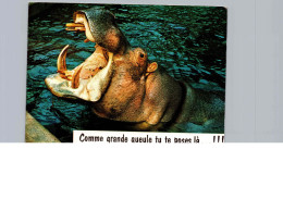 Hippopotame Humoristique! - Hipopótamos