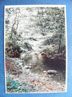 Post Card Lithuania1955 Kaunas River The Valley Of Mickevicius - Litauen