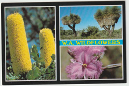 WESTERN AUSTRALIA Wildflowers Of WA Rolsh WF21 Multiview Postcard C1980s - Other & Unclassified