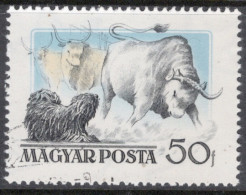Hungary 1956 Single Stamp Showing Hungarian Dogs In Fine Used - Oblitérés