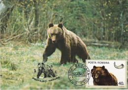 Carte Maximum Roumanie Roumania Ours Bear 2979 - Maximum Cards & Covers