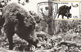 Carte Maximum Roumanie Roumania Sanglier Wild Boar 2981 - Maximumkarten (MC)