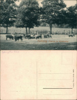 Ansichtskarte Moritzburg Fütterung Der Wildschweine 1916  - Moritzburg