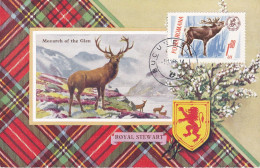 Carte Maximum Roumanie Roumania Cerf Deer 2177 - Maximumkarten (MC)