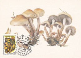 Carte Maximum URSS Russie Russia Champignon Mushroom 5308 - Maximumkarten