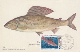 Carte Maximum URSS Russie Russia Poisson Fish Ombre 3141 - Maximum Cards