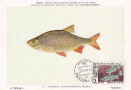 Carte Maximum URSS Russie Russia Poisson Fish Esturgeon Sturgreon 3142 - Maximum Cards