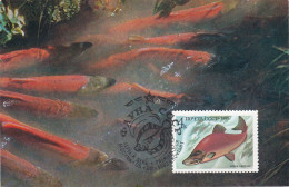 Carte Maximum URSS Russie Russia Poisson Fish 5017 - Tarjetas Máxima