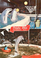 Animaux - Rust Baden - Europa Park - Freizeit Und Familienpark - Florida Delphin-Show - Multivues - Spectacle De Dauphin - Dolfijnen