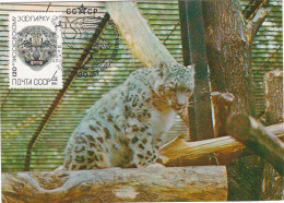 Carte Maximum URSS Russie Russia Félin Feline Léopard Des Neiges Snow Leopard 5077 - Cartes Maximum