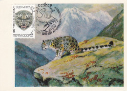 Carte Maximum URSS Russie Russia Félin Feline Léopard Des Neiges Snow Leopard 5077 - Cartes Maximum