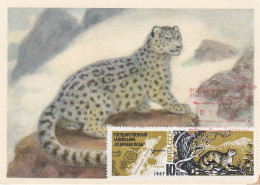 Carte Maximum URSS Russie Russia Félin Feline Léopard Des Neiges Snow Leopard - Cartes Maximum