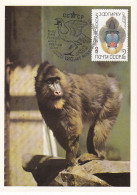 Carte Maximum URSS Russie Russia Singe Monkey Mandrillus Sphinx 5075 - Maximumkaarten