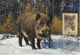 Carte Maximum URSS Russie Russia  5561 Sanglier Wild Boar - Tarjetas Máxima