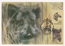 Carte Maximum URSS Russie Russia  5561 Sanglier Wild Boar - Maximumkaarten