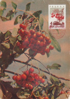 Carte Maximum URSS Russie Russia  Sorbier Sorbus Rowan 2894 - Cartoline Maximum