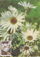 Carte Maximum URSS Russie Russia  Fleur Flower Marguerite 2956 - Maximumkarten