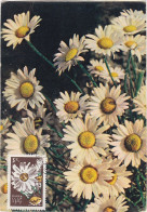 Carte Maximum URSS Russie Russia  Fleur Flower Marguerite 2956 - Cartoline Maximum